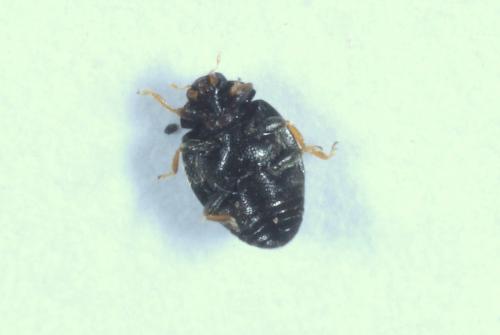 Stethorus pusillus